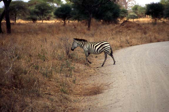 05zebra