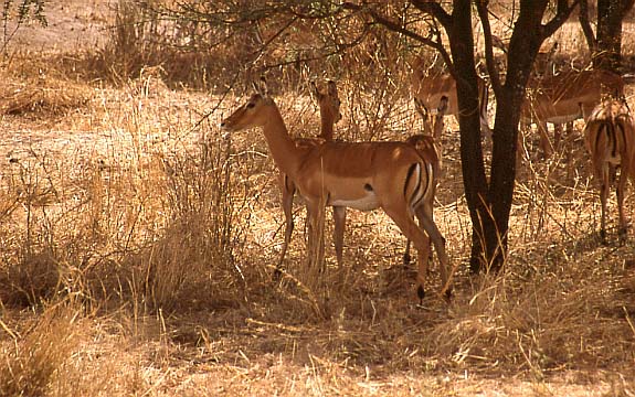 06Gazelle1