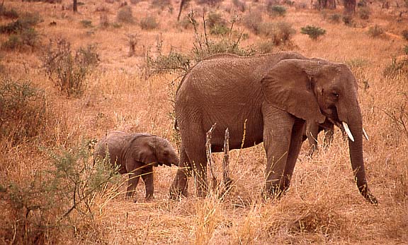 10kl_elefant