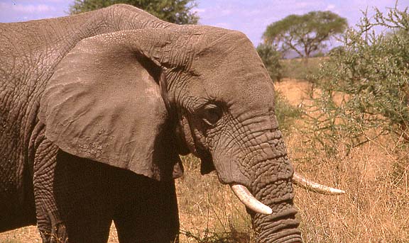 13elefant