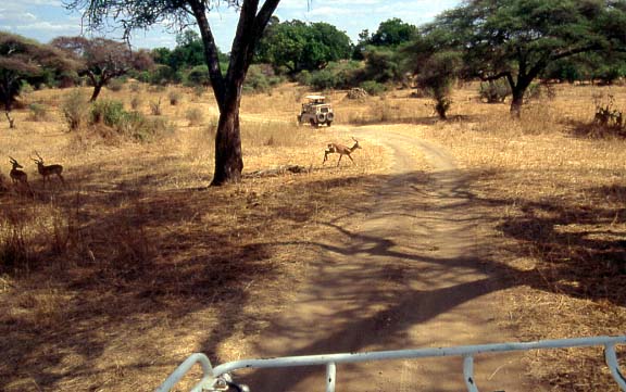 14tarangire