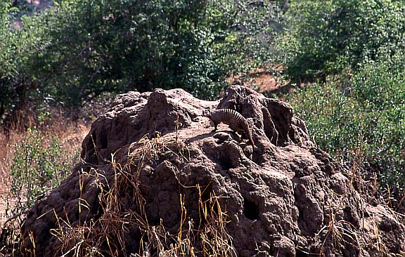 16tarangire