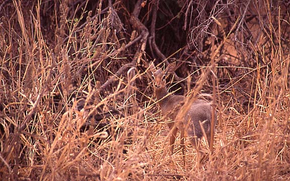 17dikdik