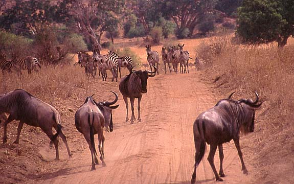 19gnus