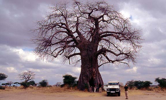 22baobab