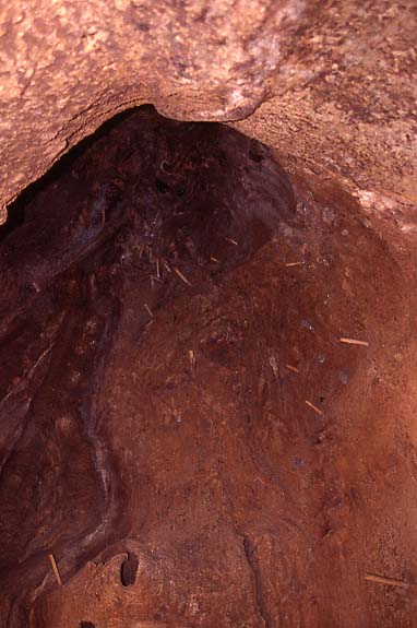 23baobab_innen