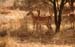 06Gazelle1