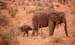 10kl_elefant