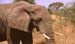 13elefant