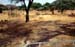 14tarangire