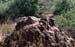 16tarangire