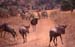 19gnus