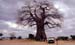 22baobab