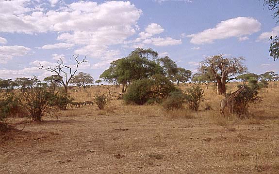 01giraffensuchbild
