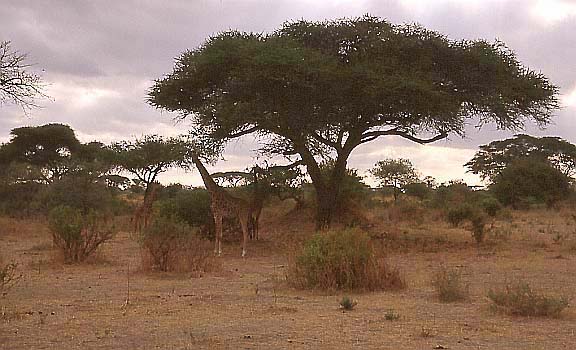 02giraffen