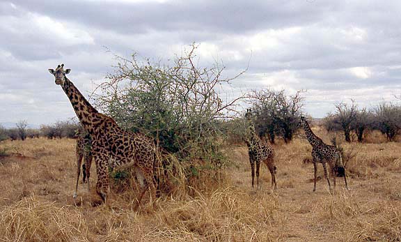 03giraffen