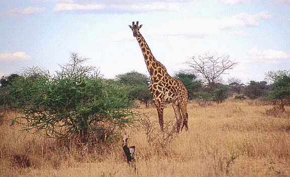 04giraffe
