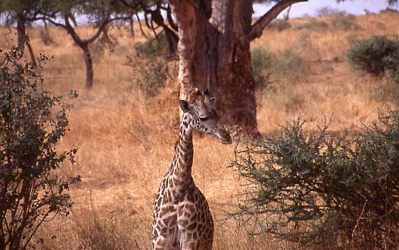 05giraffe_nah