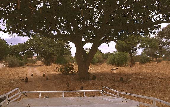 09paviane