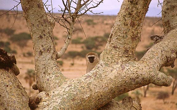 15meerkatze