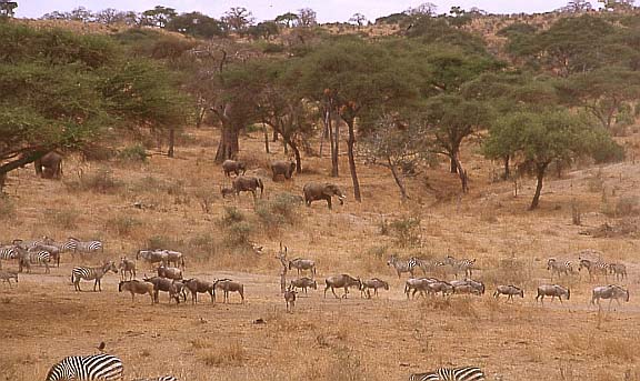 17tarangire
