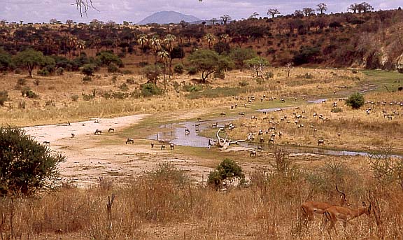 18tarangire