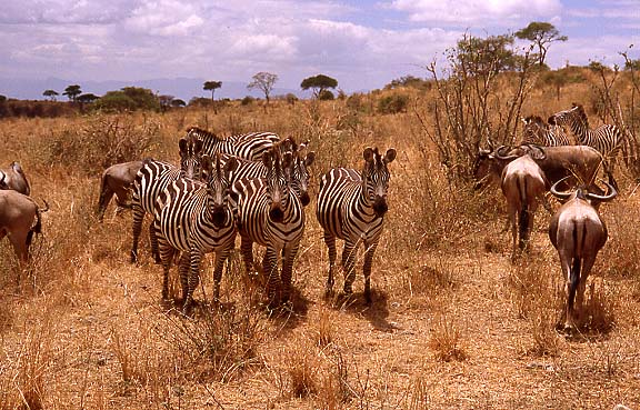19zebras