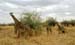 03giraffen