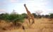 04giraffe