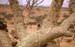 15meerkatze
