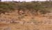 17tarangire