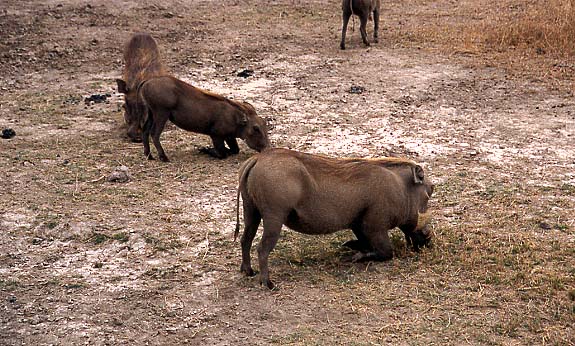 04_Schweine