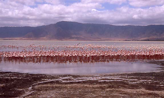 10_Flamingos1