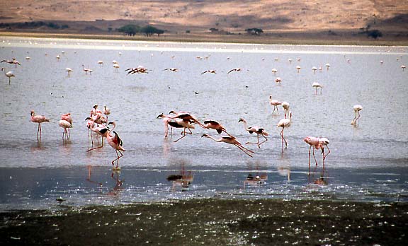 11_Flamingos