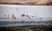 11_Flamingos